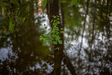 Plant in the water. The bush was flooded with rain. 