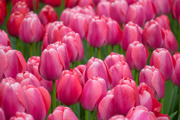Beautiful pink magenta fucsia tulips close-up