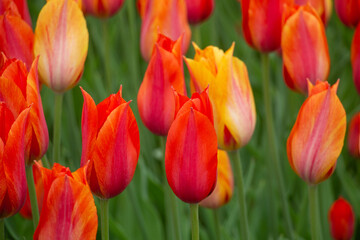 Tulips orange yellow fields Netherlands close-up