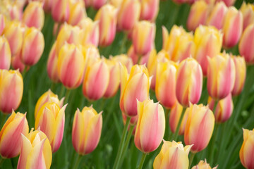 Yellow and pink pastel tulips Netherlands fields close-up