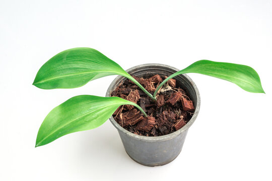 Close up Eucrosia bicolor plant in black pot isolate on white background.(Queen lily, Phaedranassa)