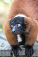 Red ruffed lemur (in german Roter Vari) Varecia rubra
