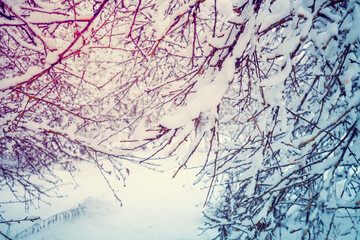 Snow-covered orchard. Beautiful winter landscape. Trees are covered in snow. Forest after a blizzard. Natural landscape