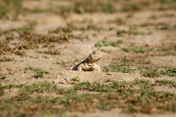Spiny tailed lizards or Uromastyx in tal chhapar sanctuary rajasthan india