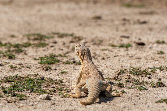 Spiny tailed lizards or Uromastyx in tal chhapar sanctuary rajasthan india