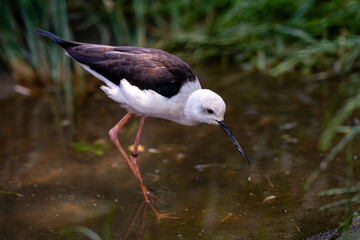 Springtime and cute water birds. Colorful nature background. Bird: Black winged Stilt. Himantopus himantopus.