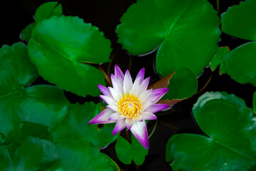 Beautiful white-purple lotus flowers with water droplets on the petals that blossom in the pond and the green lotus leaf around