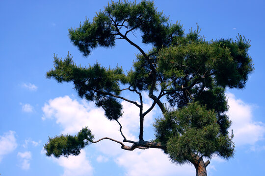 Asuan pine tree in the blue cloudy sky