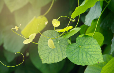 Green leaves of curly creeper in the rays of the summer bright sun