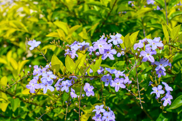 White & Purple Duranta Flowers On Tree At Garden.