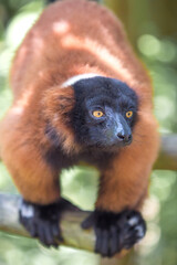 Red ruffed lemur (in german Roter Vari) Varecia rubra