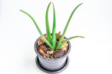 Close up Aloe vera plant in black pot on white background.