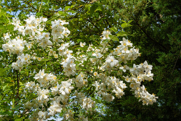 Flowering bush of jasmine lewisii Philadelphus. White inflorescences of jasmine lewisii Philadelphus on blurred background of evergreens and blue sky. Landscaped garden. Selective focus. Close-up.