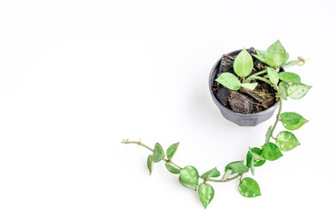 Branch of Hoya krohniana in black pot isolate on white background.Close up Hoya lacunosa (heart leaf)