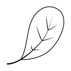 aspidistra leaf icon, line style