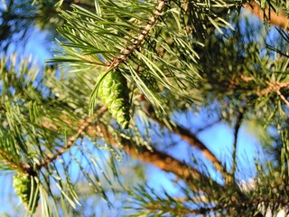 Green young pine cone (in focus) on a summer evening, in natural light. On needles and branches, the focus is specially blurred