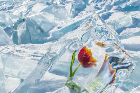 Frozen red flower tulip on green stem with leaf inside transparent piece of ice on a broken ice background on March 8 at Lake Baikal