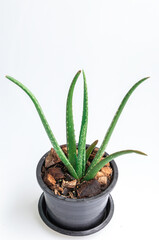 Close up Aloe vera  plant in black pot on white background.