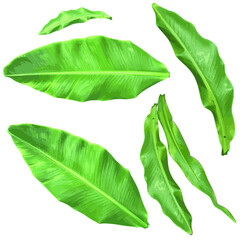 Obraz premium green leaf isolated