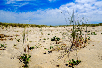 Wild plants in the sand of the Pyla dune, near Arcachon on the Atlantic coast, in Aquitaine, in the...