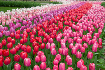 Red pink fucsia white tulips bloom colourful Netherlands Holland
