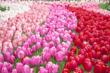 Red pink fucsia white tulips bloom colourful Netherlands Holland