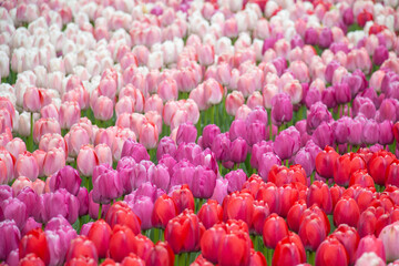 Red pink fucsia white tulips bloom colourful Netherlands Holland
