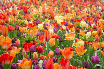 Tulip fields colourful flowers Netherlands Holland