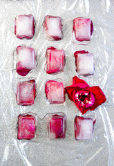 Ice cubes with roses on a white background