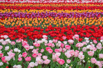 Tulip fields colourful flowers Netherlands Holland