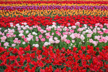 Tulip fields colourful flowers Netherlands Holland