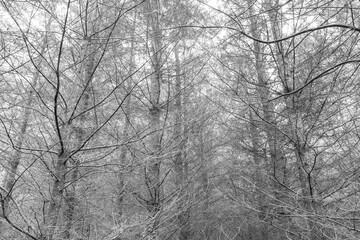 Beautiful and mystical forest during the winter season. Dead trees with dead leaves on the ground. Black and white photography.