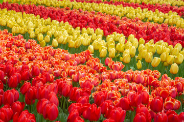 Tulip fields red orange yellow Netherlands Holland