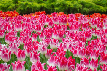 Beautiful colourful pink white fucsia tulip close-up Netherlands