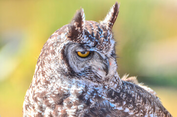 A Spotted Eagle Owl locks in on its prey