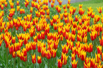 Tulip fields red orange yellow Netherlands Holland