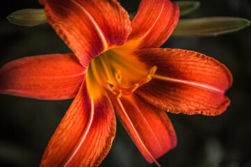 Obraz premium orange tiger lily