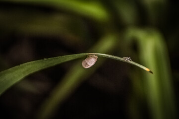 snail on a leaf