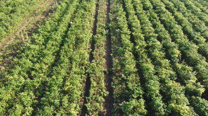 aerial view of fields of chili that form a pattern