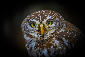 Isolated Pearl Spotted Owlet portrait
