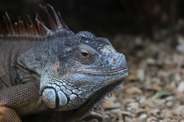 Galapagos land iguana