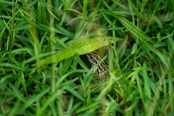 カエル発見！　　トノサマガエル