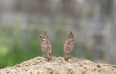 A pair of larks sit on the sand and hold locusts in their beaks
