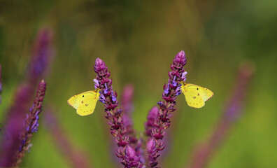 A pair of yellow butterflies drinking nectar on purple wildflowers in a summer meadow