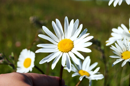 hand plucks a daisy in a field on a summer day
