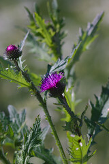  thistle flower on a summer day