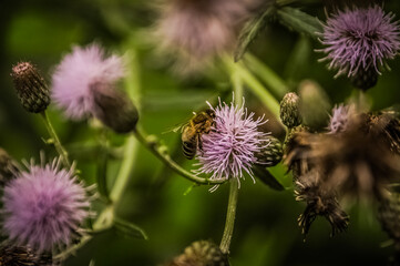 bee on thistle