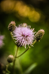 thistle