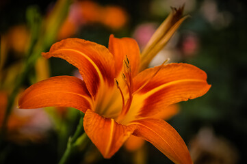orange tiger lily