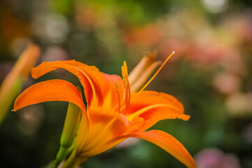 Obraz premium orange tiger lily